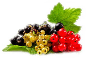 currant png_product
